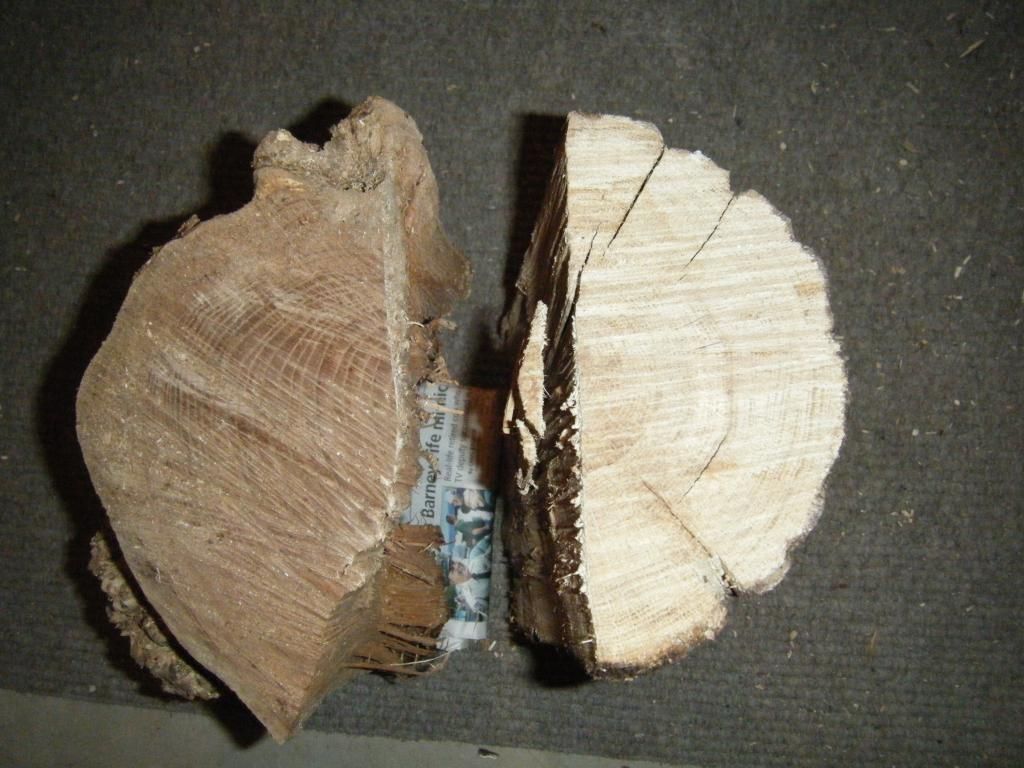 Tree/wood type ID help