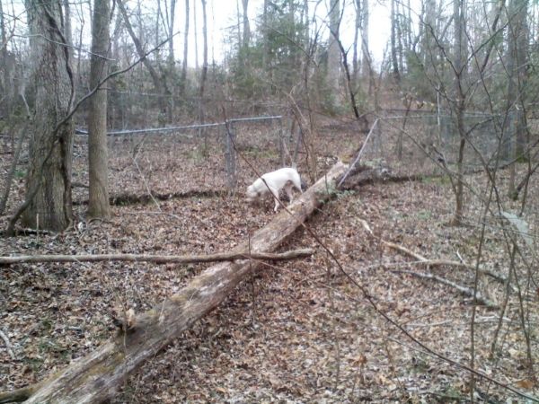 [Hearth.com] suggestions on felling tree