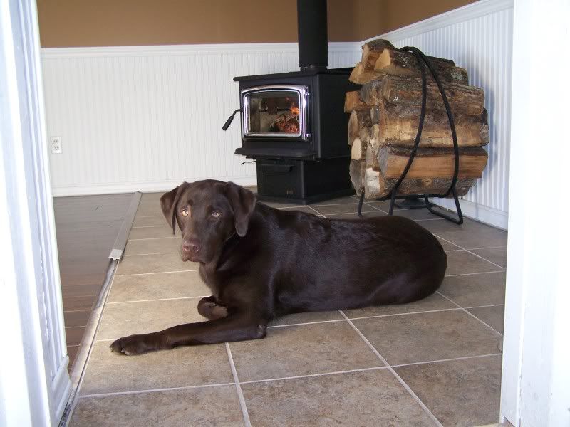 Your pets with your stove