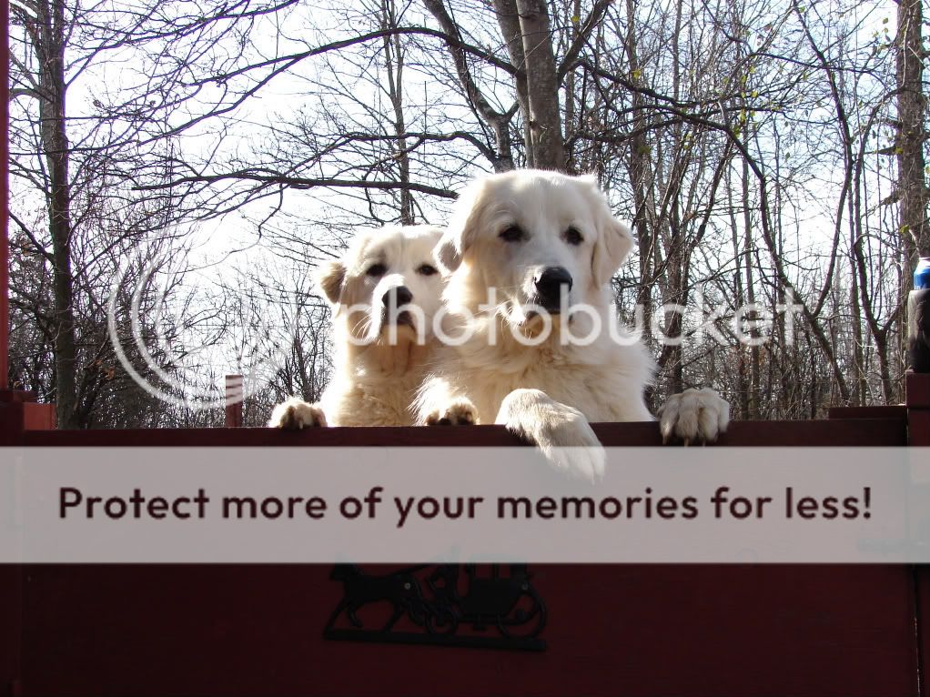 [Hearth.com] Had to put our dog to sleep today...