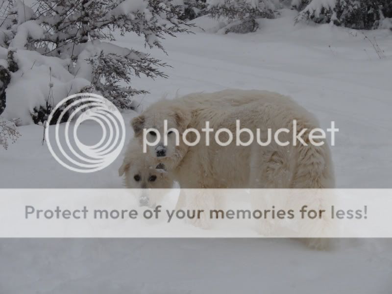 [Hearth.com] Cold Snowy Pics