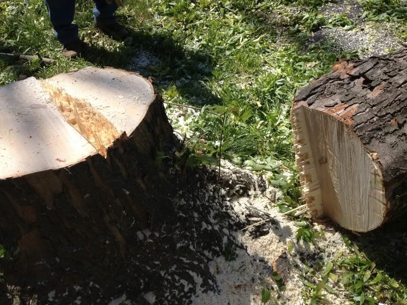[Hearth.com] Got cut down an up tree!