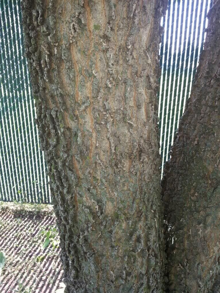 [Hearth.com] Trimmed some trees - Wood ID