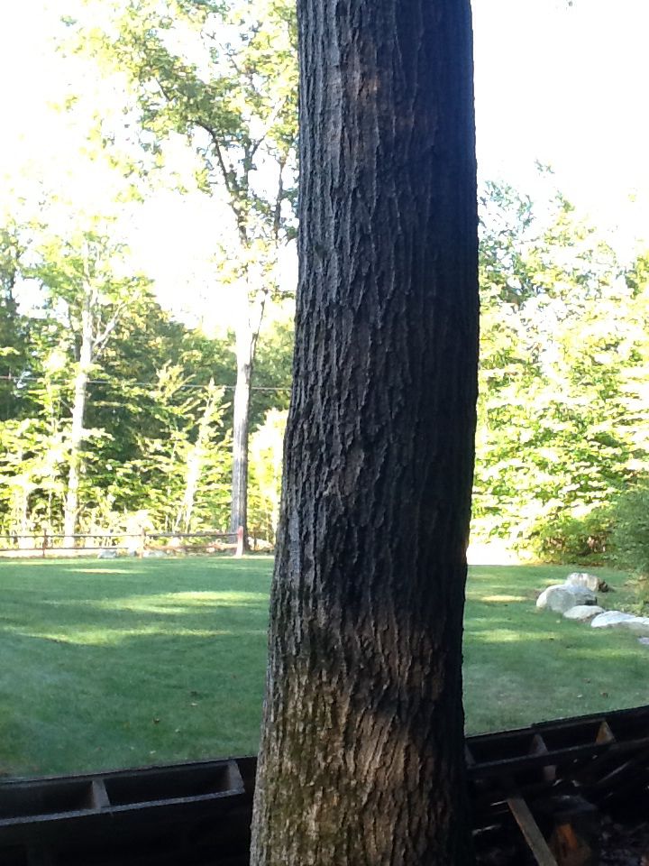 [Hearth.com] Large Oak I need help felling - pics inside