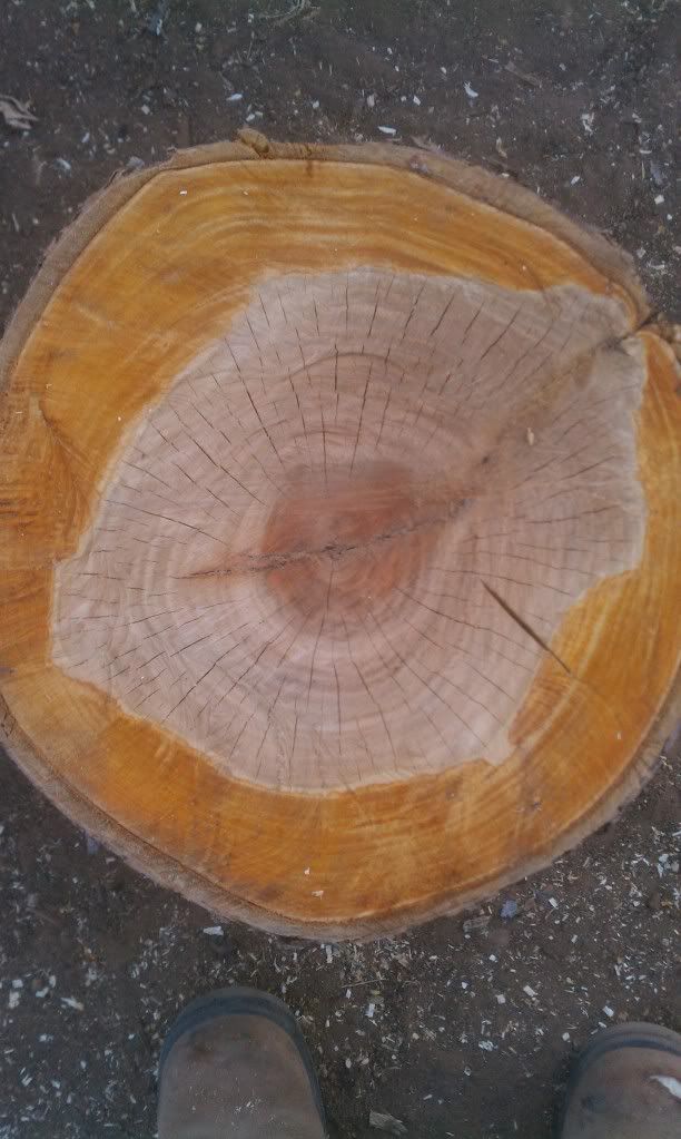 [Hearth.com] wood id