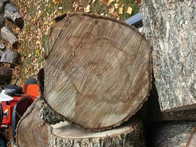 Wood id