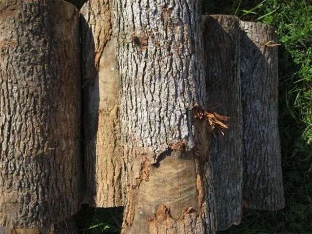 [Hearth.com] Intheswamp's wood "getting"....it's getting too hot to get wood!!!