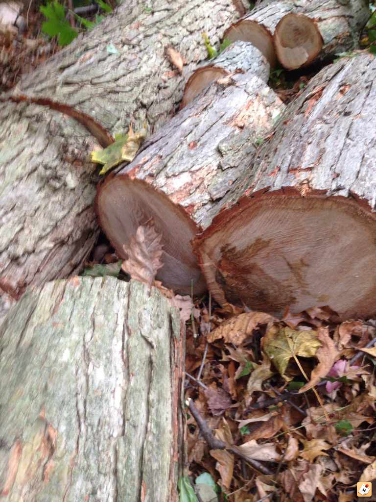 Free Chestnut Oak score!!