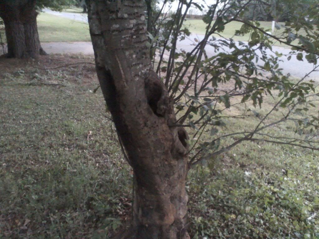 [Hearth.com] apple tree