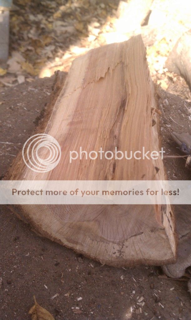 [Hearth.com] standing dead tree... is this good wood?