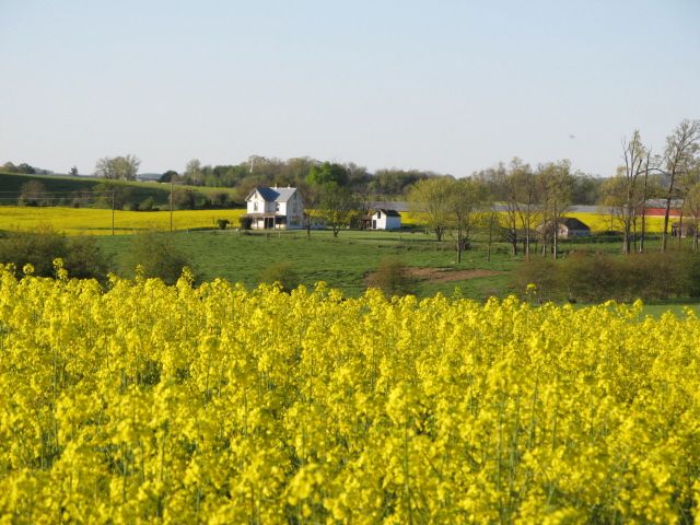 [Hearth.com] Yellow flowers