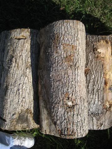 [Hearth.com] Intheswamp's wood "getting"....it's getting too hot to get wood!!!