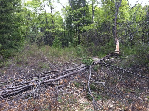 [Hearth.com] Went out cutting last weekend :)