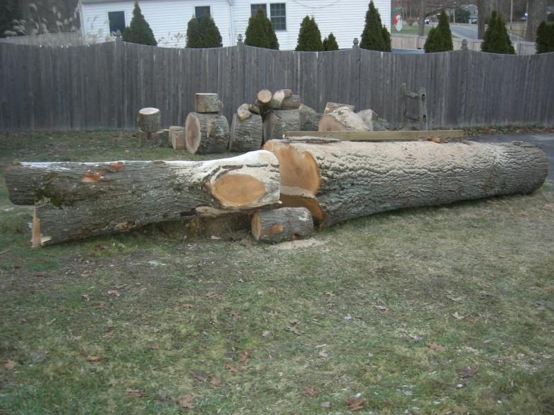 Danbury, Ct Maple coming down (CL Ad)