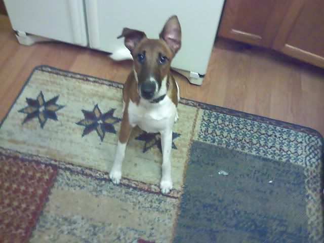 [Hearth.com] My new (canine) boyfriend....