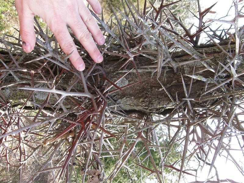 [Hearth.com] Thorny Locust vs. Ash