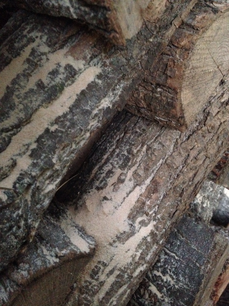 [Hearth.com] What creature is in my wood?