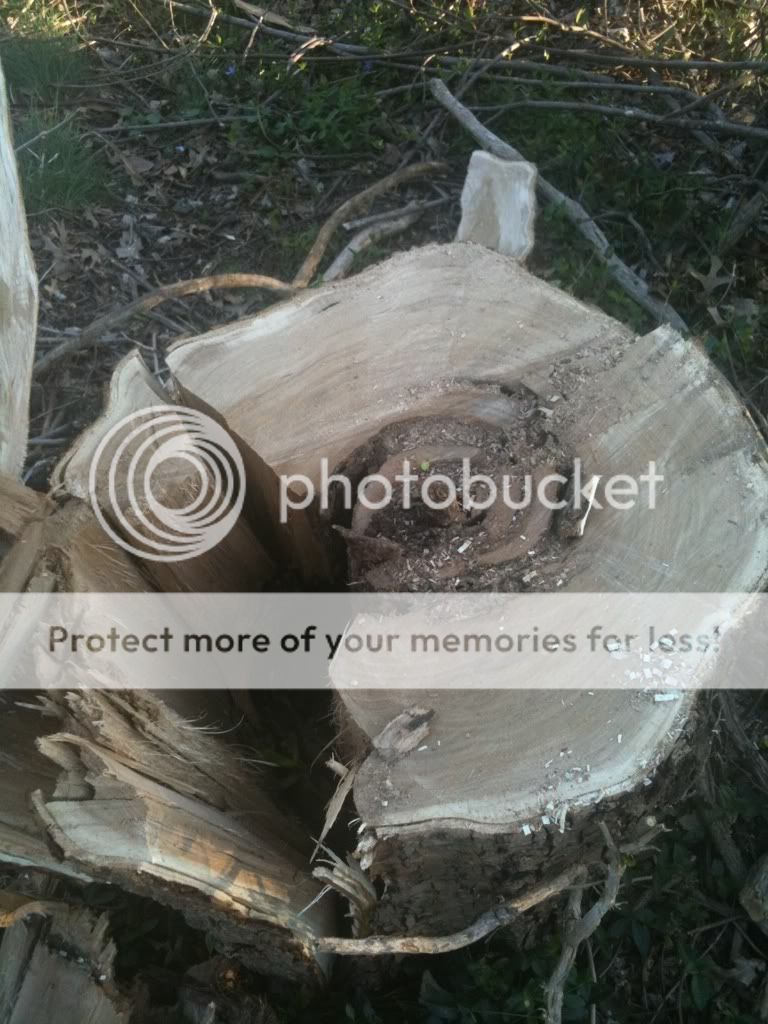 [Hearth.com] Tree indentificatiom...