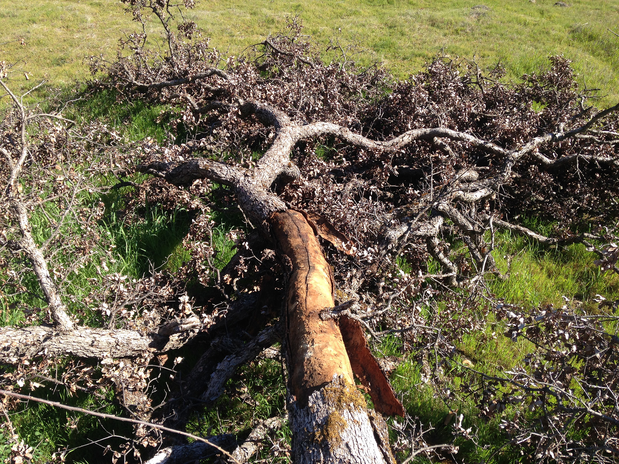 [Hearth.com] Help identifying an oak variety.