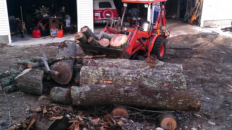 Came home to a load of maple.