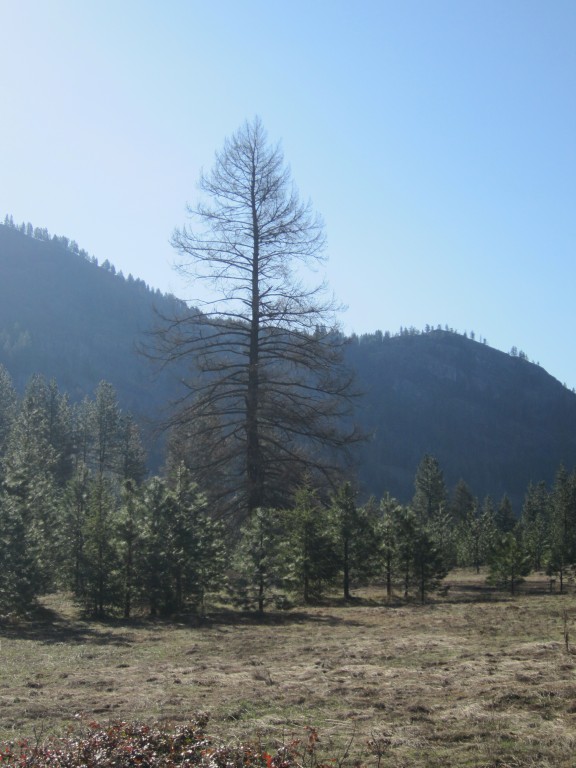 [Hearth.com] Big old fir tree died last year....still can't get myself to cut it down