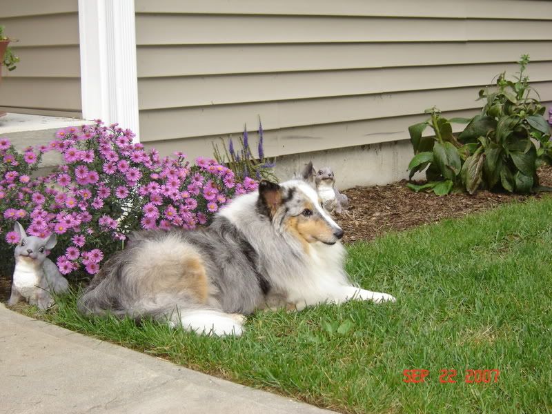 [Hearth.com] pet picture thread