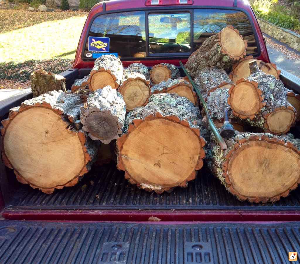 Free Chestnut Oak score!!