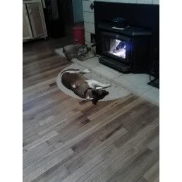 Your pup enjoying the stove or insert.