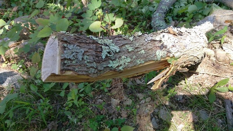 [Hearth.com] Help with wood ID please
