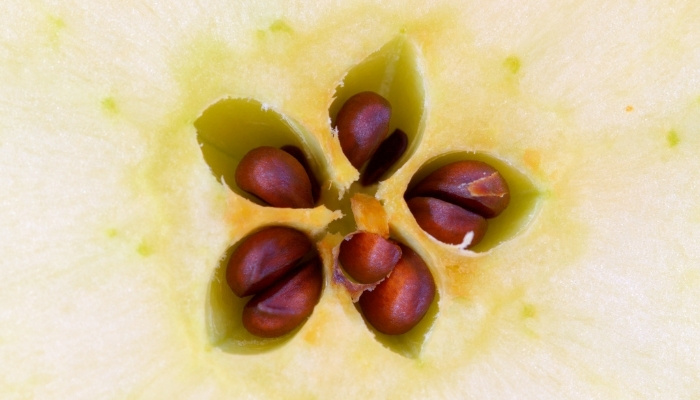 rennieorchards.com