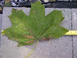 Big Leaf Maple