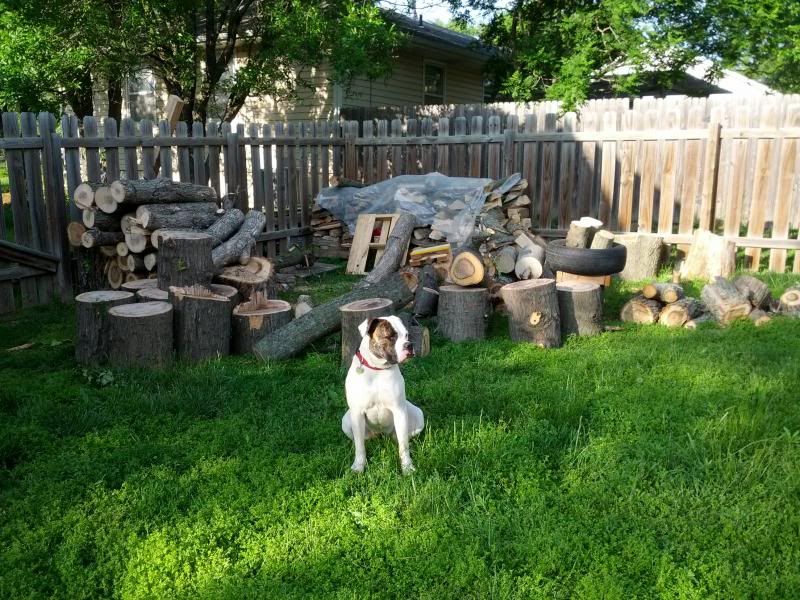 [Hearth.com] FINALY cut some wood............. "LIKE BUTTAH"  !