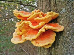 Chicken of the Woods Delight