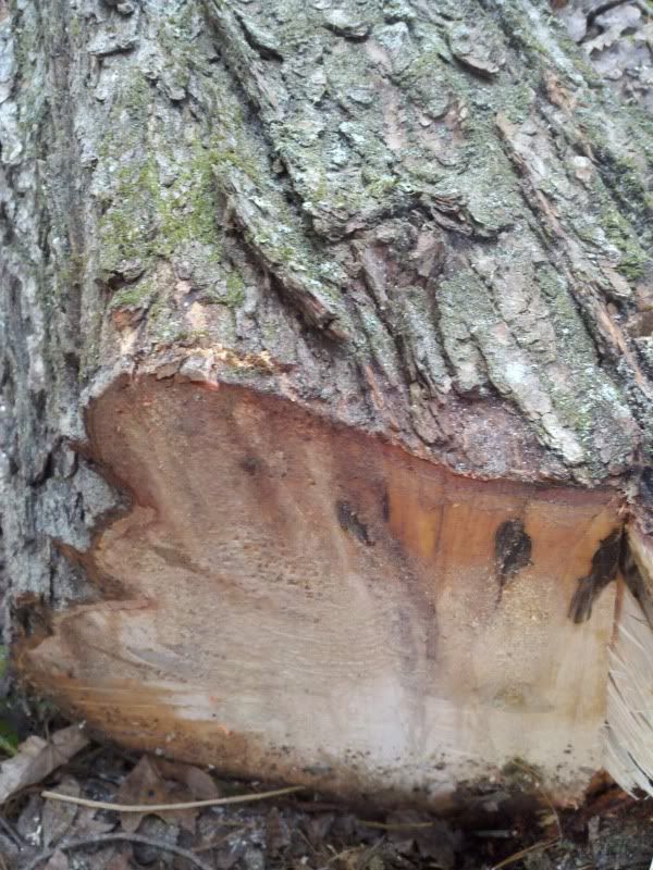 [Hearth.com] Wood ID