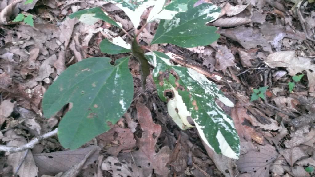 Variegated Sassafras