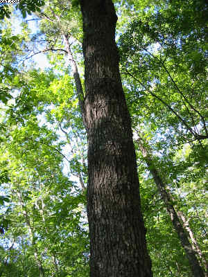 forestryforum.com