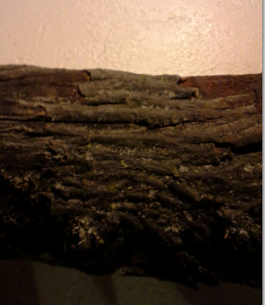 [Hearth.com] Large Hickory Branch?