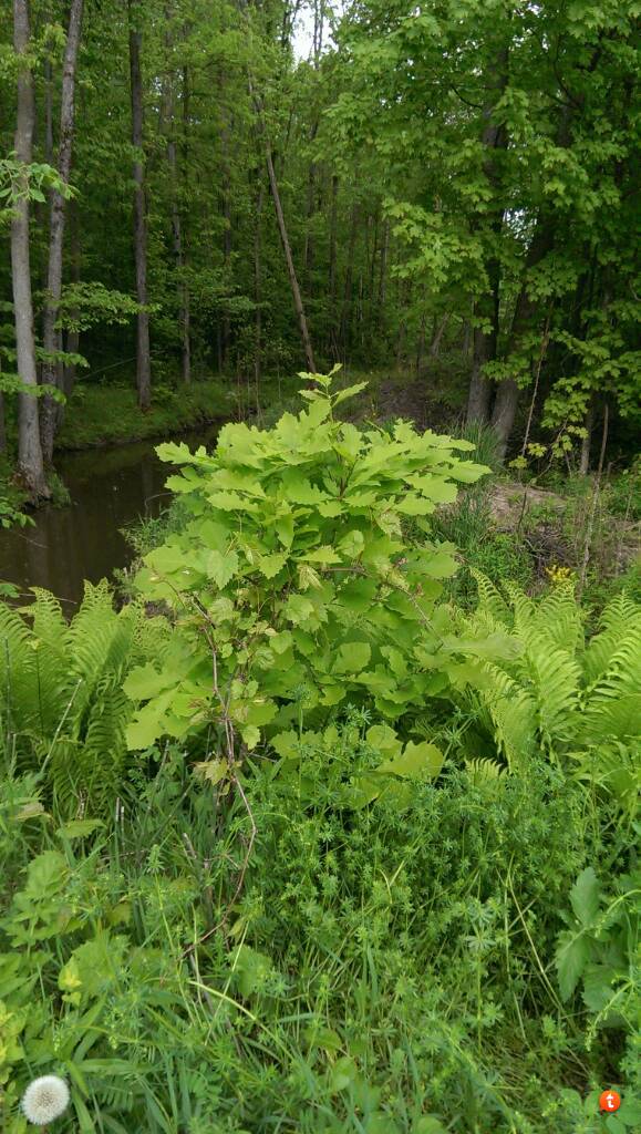 tree id please