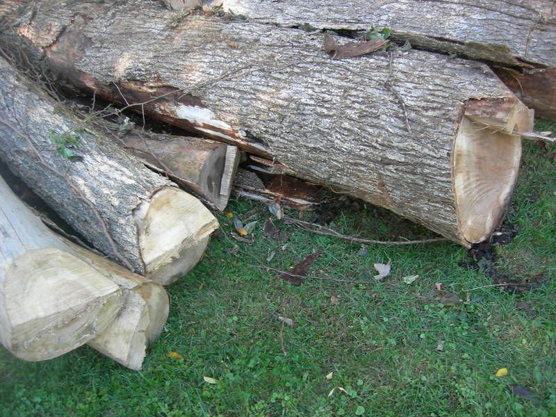[Hearth.com] Dead standing Elm...Update:{)