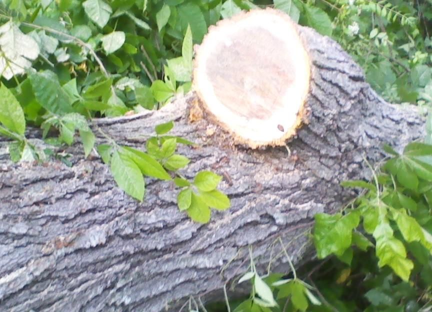 [Hearth.com] black oak down