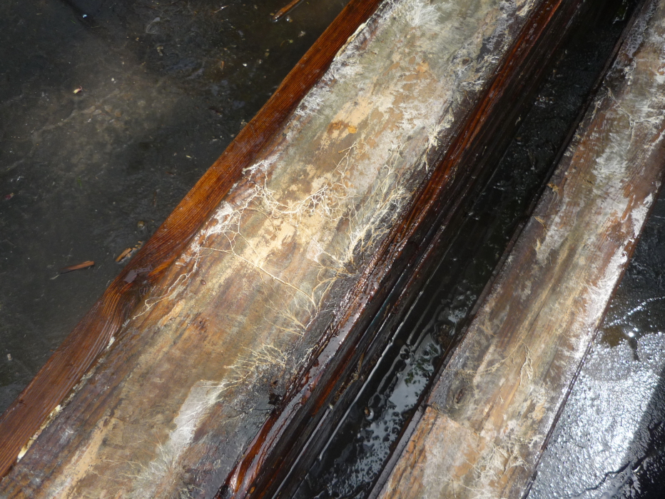 [Hearth.com] Hardwood Floors?