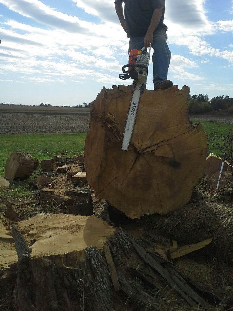 [Hearth.com] Big Stumps