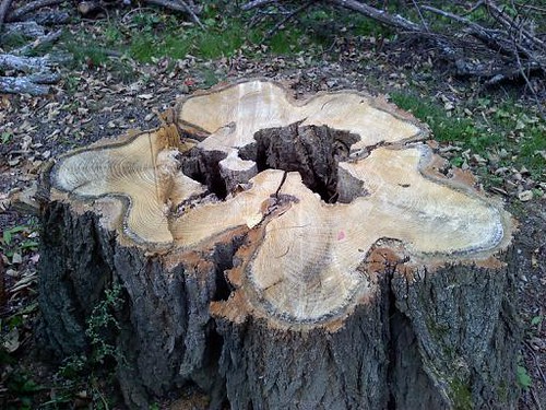 [Hearth.com] First legit scrounge :)   - wood ID?