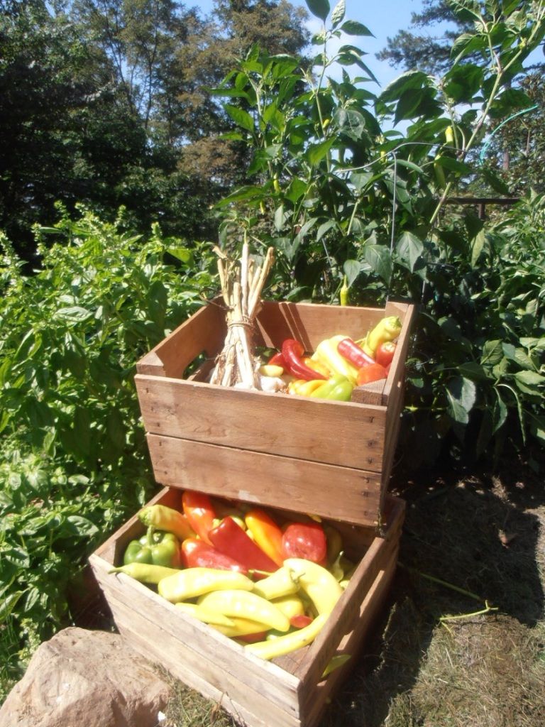 [Hearth.com] How's your garden doing thread.
