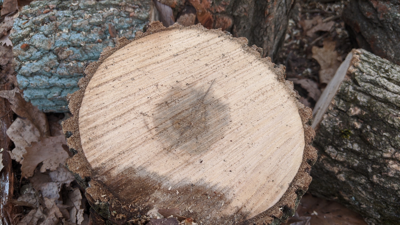 [Hearth.com] Another wood identification thread