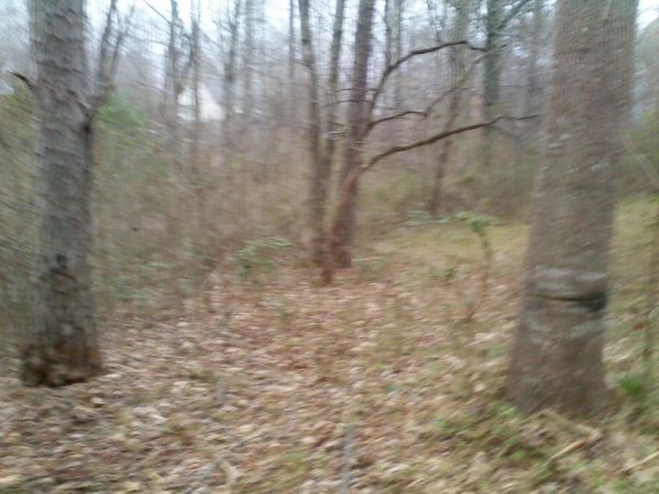 [Hearth.com] suggestions on felling tree
