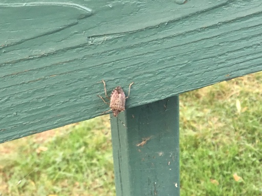 [Hearth.com] Stink bugs