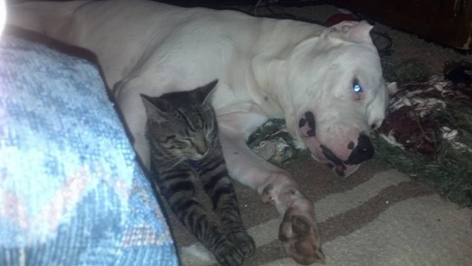 [Hearth.com] pet picture thread
