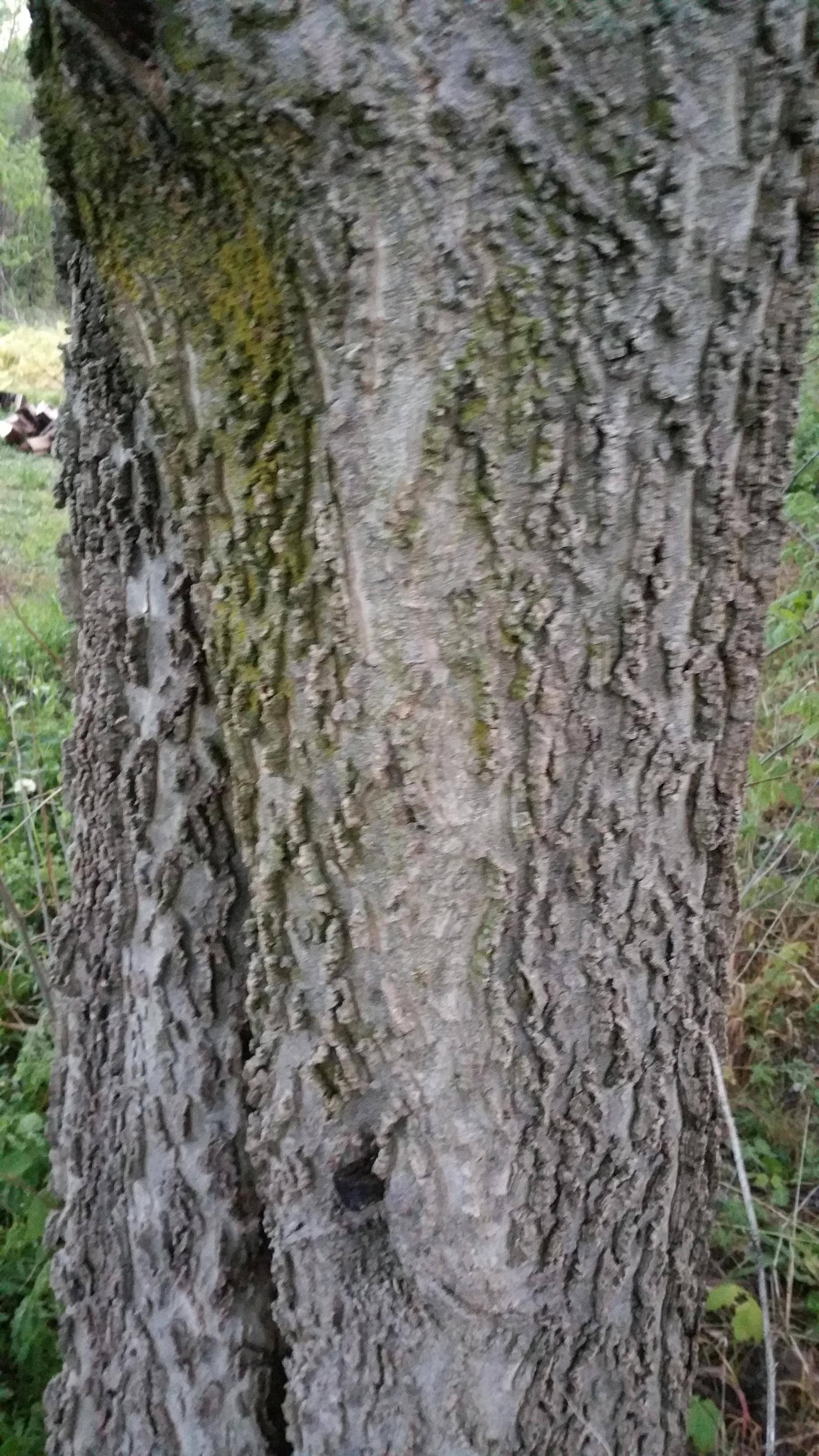 Tree ID, Hackberry?