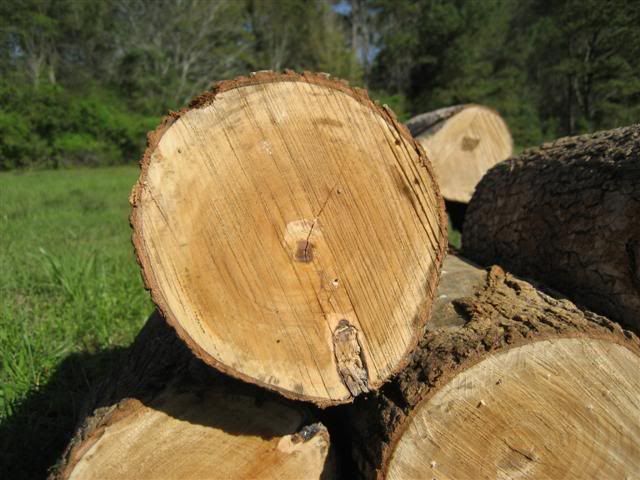 [Hearth.com] Intheswamp's wood "getting"....it's getting too hot to get wood!!!